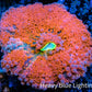 Ultra Ricordea Coral  WYSIWYG 4cm Ultra Ricordea Coral  WYSIWYG 4cm Soft Coral Ultra Ricordea Coral  WYSIWYG 4cm Zeo Box Reef