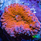 Ultra Ricordea Coral  WYSIWYG 5cm Ultra Ricordea Coral  WYSIWYG 5cm Soft Coral Ultra Ricordea Coral  WYSIWYG 5cm Zeo Box Reef