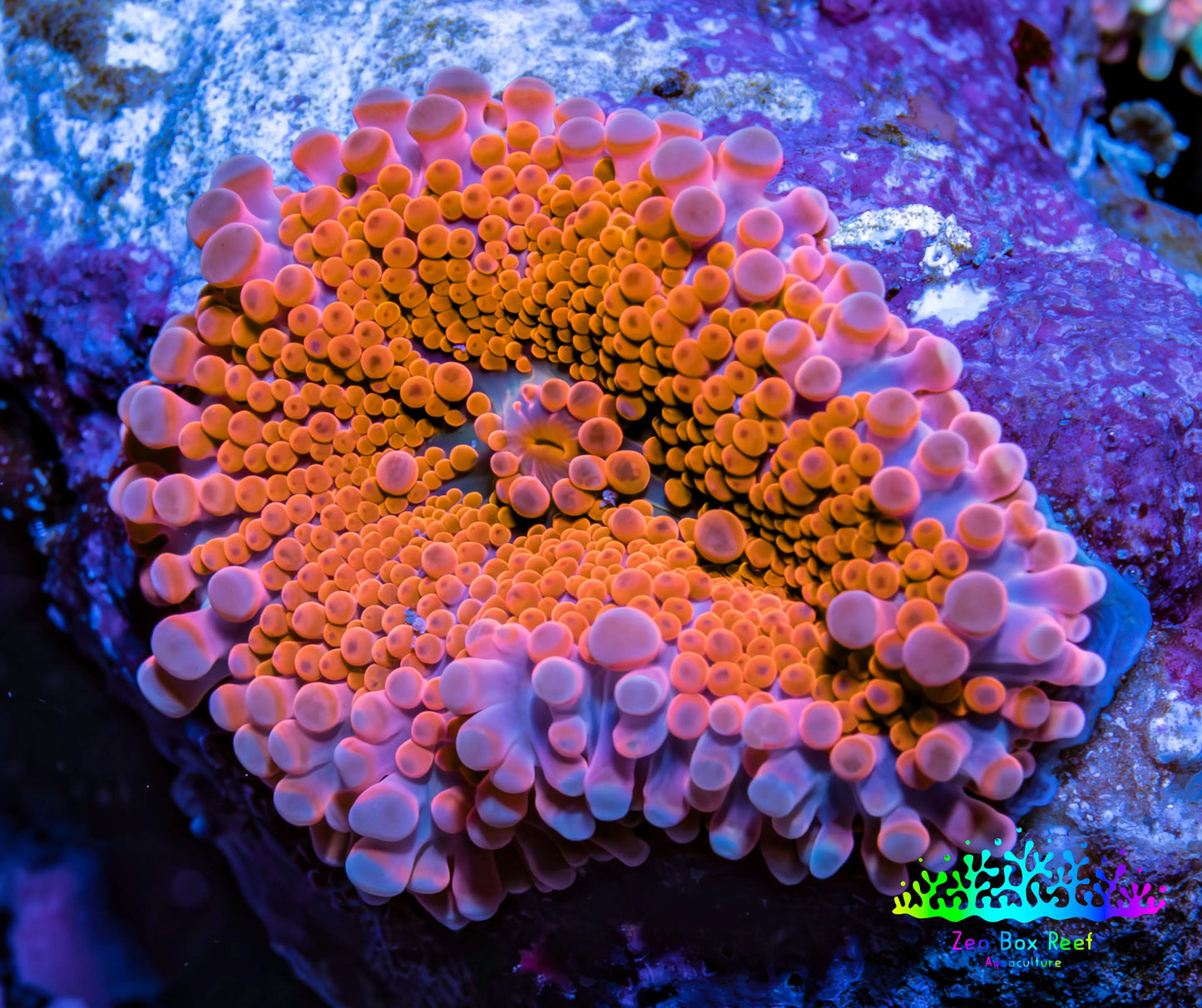 Ultra Ricordea Coral  WYSIWYG 5cm Ultra Ricordea Coral  WYSIWYG 5cm Soft Coral Ultra Ricordea Coral  WYSIWYG 5cm Zeo Box Reef