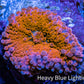 Ultra Ricordea Coral  WYSIWYG 5cm Ultra Ricordea Coral  WYSIWYG 5cm Soft Coral Ultra Ricordea Coral  WYSIWYG 5cm Zeo Box Reef