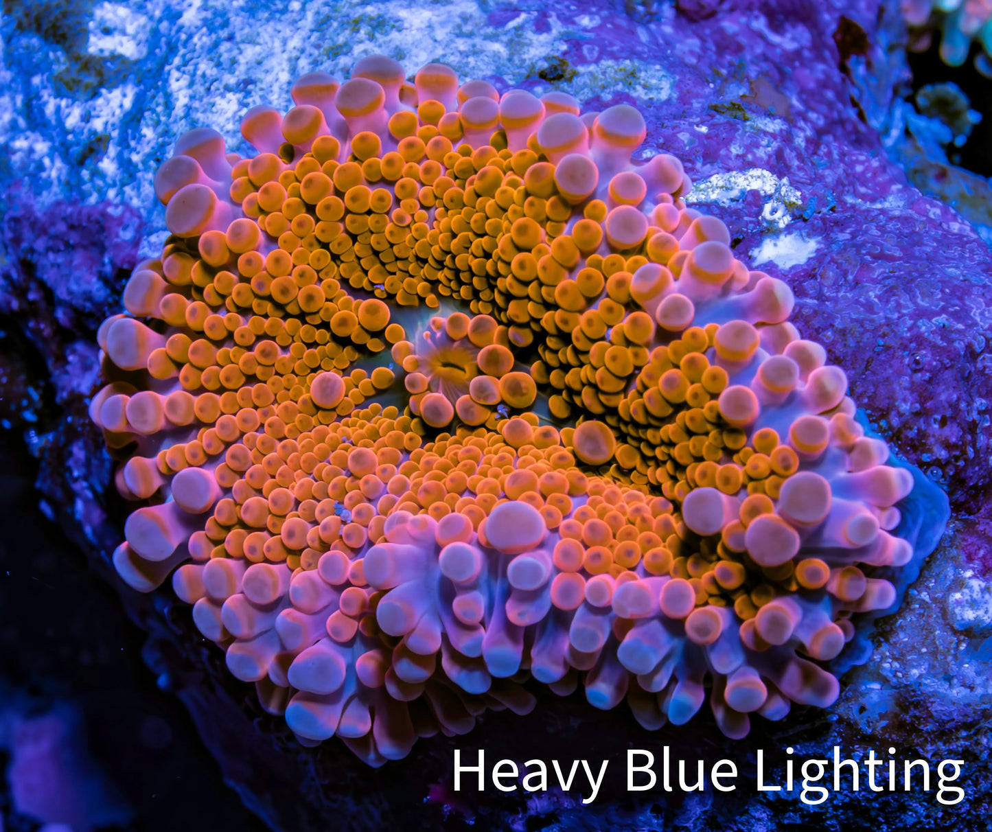 Ultra Ricordea Coral  WYSIWYG 5cm Ultra Ricordea Coral  WYSIWYG 5cm Soft Coral Ultra Ricordea Coral  WYSIWYG 5cm Zeo Box Reef