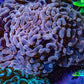 Ultra Rose Gold Hammer Coral 10cm WYSIWYG B2R6B1 Ultra Rose Gold Hammer Coral 10cm WYSIWYG B2R6B1 Aquarium Decor Ultra Rose Gold Hammer Coral 10cm WYSIWYG B2R6B1 Zeo Box Reef