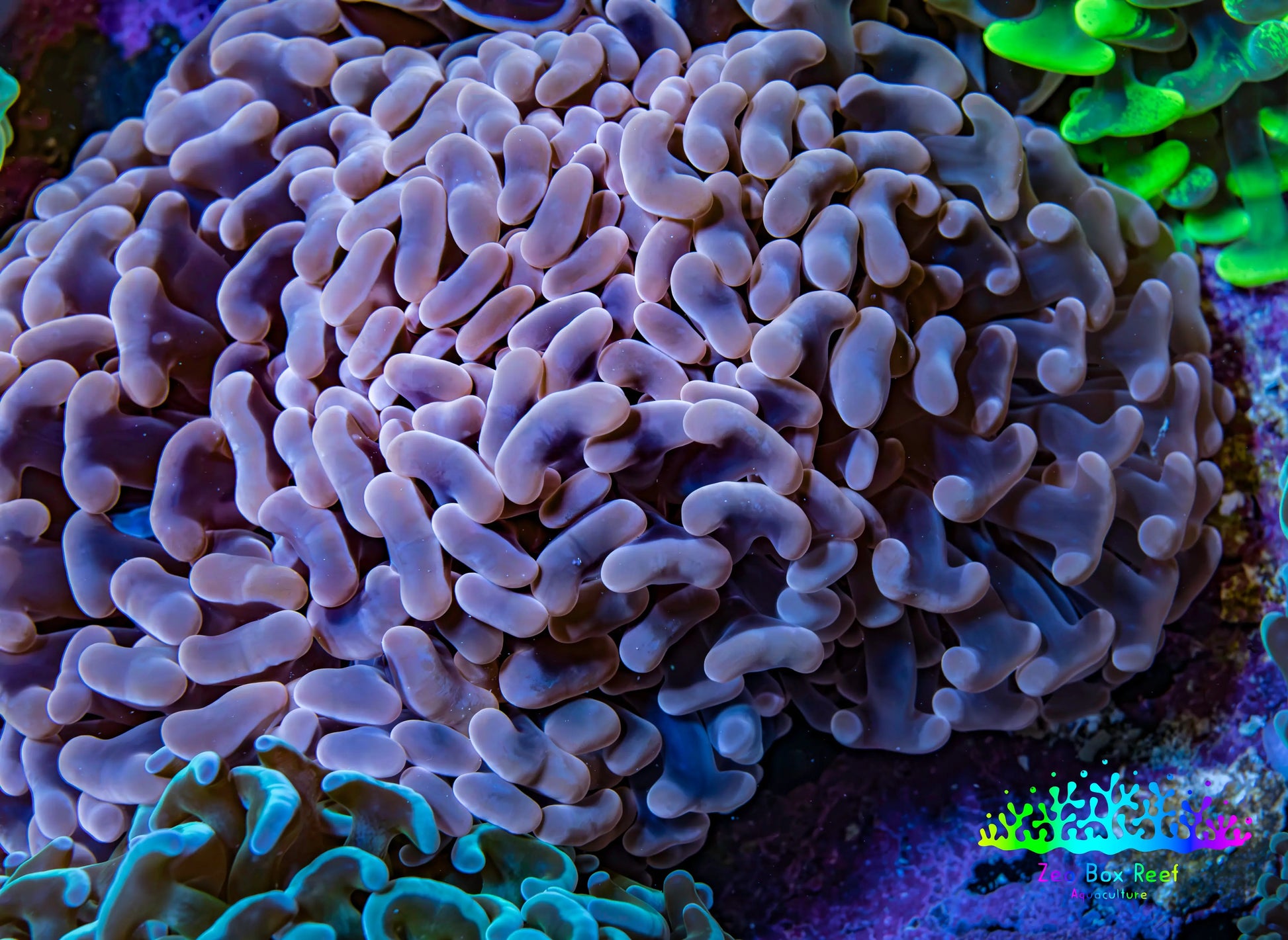 Ultra Rose Gold Hammer Coral 10cm WYSIWYG B2R6B1 Ultra Rose Gold Hammer Coral 10cm WYSIWYG B2R6B1 Aquarium Decor Ultra Rose Gold Hammer Coral 10cm WYSIWYG B2R6B1 Zeo Box Reef