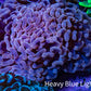 Ultra Rose Gold Hammer Coral 10cm WYSIWYG B2R6B1 Ultra Rose Gold Hammer Coral 10cm WYSIWYG B2R6B1 Aquarium Decor Ultra Rose Gold Hammer Coral 10cm WYSIWYG B2R6B1 Zeo Box Reef