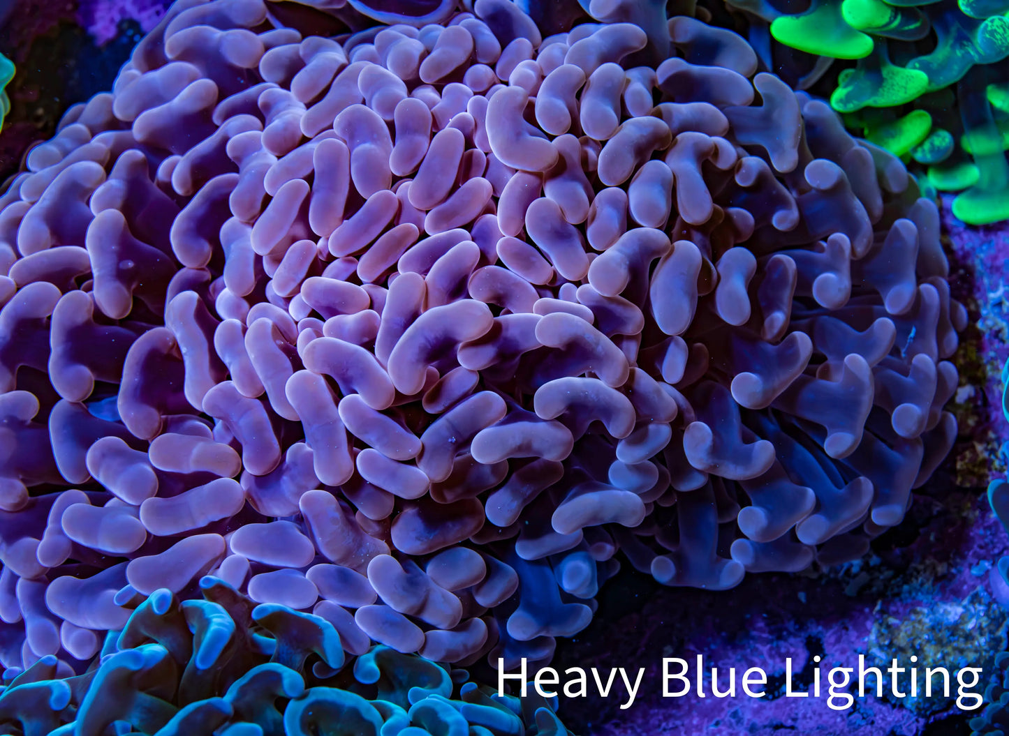 Ultra Rose Gold Hammer Coral 10cm WYSIWYG B2R6B1 Ultra Rose Gold Hammer Coral 10cm WYSIWYG B2R6B1 Aquarium Decor Ultra Rose Gold Hammer Coral 10cm WYSIWYG B2R6B1 Zeo Box Reef