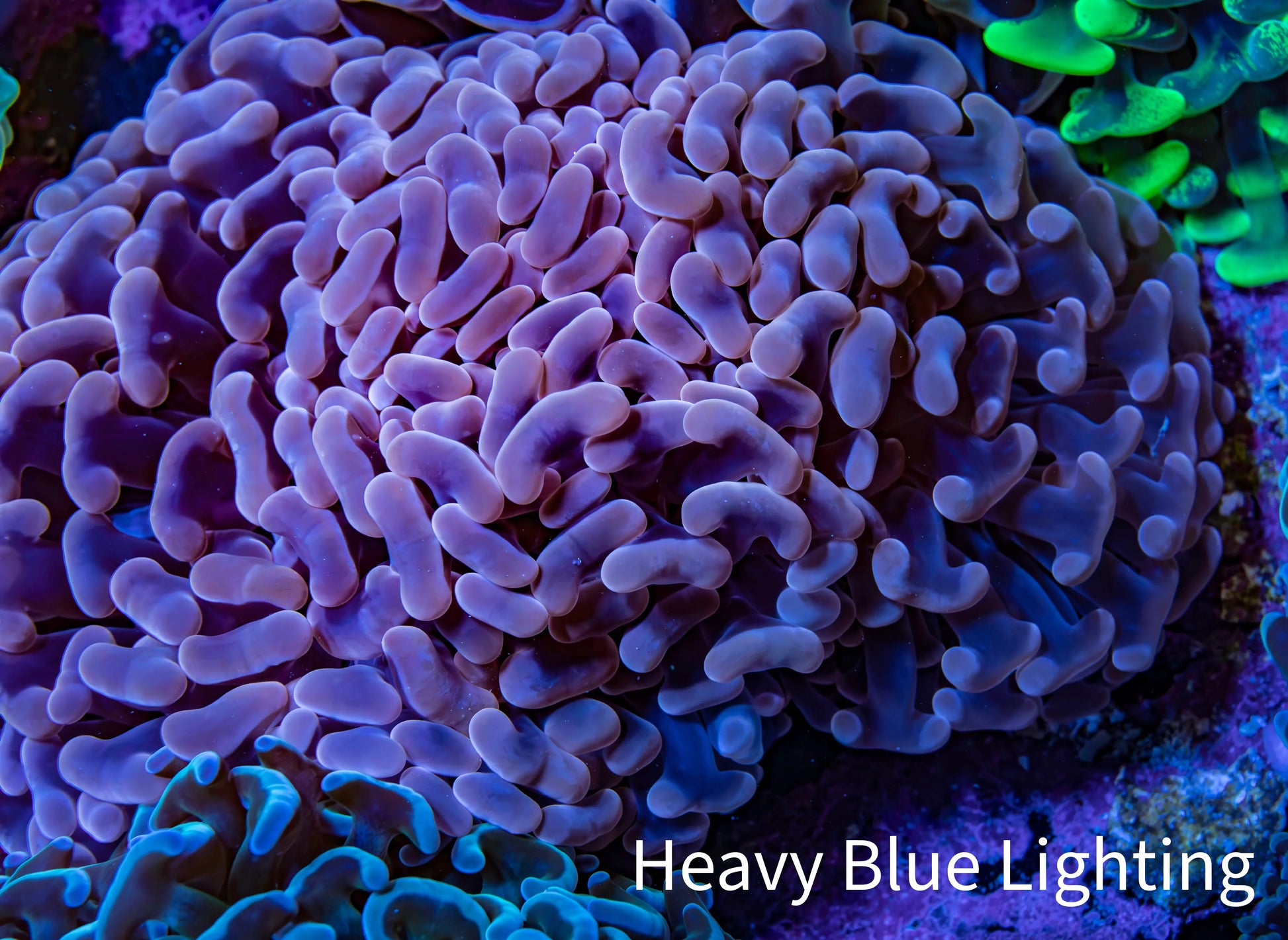 Ultra Rose Gold Hammer Coral 10cm WYSIWYG B2R6B1 Ultra Rose Gold Hammer Coral 10cm WYSIWYG B2R6B1 Aquarium Decor Ultra Rose Gold Hammer Coral 10cm WYSIWYG B2R6B1 Zeo Box Reef