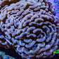 Ultra Rose Gold Hammer Coral – WYSIWYG8cm B3R6B1 Ultra Rose Gold Hammer Coral – WYSIWYG8cm B3R6B1 Aquarium Decor Ultra Rose Gold Hammer Coral – WYSIWYG8cm B3R6B1 Zeo Box Reef