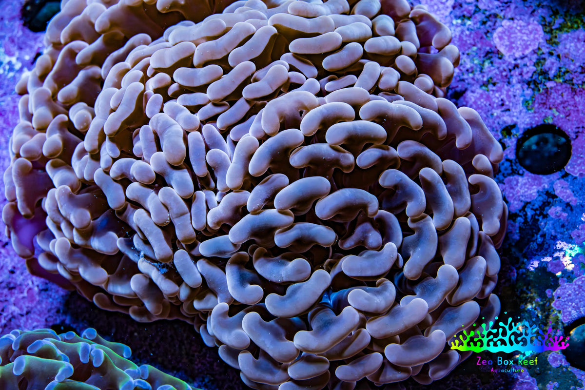 Ultra Rose Gold Hammer Coral – WYSIWYG8cm B3R6B1 Ultra Rose Gold Hammer Coral – WYSIWYG8cm B3R6B1 Aquarium Decor Ultra Rose Gold Hammer Coral – WYSIWYG8cm B3R6B1 Zeo Box Reef