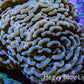 Ultra Rose Gold Hammer Coral – WYSIWYG8cm B3R6B1 Ultra Rose Gold Hammer Coral – WYSIWYG8cm B3R6B1 Aquarium Decor Ultra Rose Gold Hammer Coral – WYSIWYG8cm B3R6B1 Zeo Box Reef