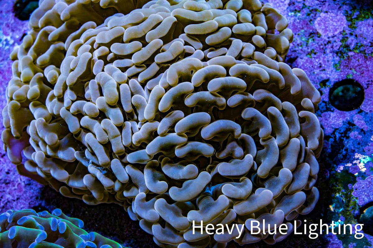 Ultra Rose Gold Hammer Coral – WYSIWYG8cm B3R6B1 Ultra Rose Gold Hammer Coral – WYSIWYG8cm B3R6B1 Aquarium Decor Ultra Rose Gold Hammer Coral – WYSIWYG8cm B3R6B1 Zeo Box Reef