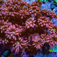 Ultra Ruby Sunrise Goniopora Frag WYSIWYG Ultra Ruby Sunrise Goniopora Frag WYSIWYG Animals & Pet Supplies Ultra Ruby Sunrise Goniopora Frag WYSIWYG Zeo Box Reef