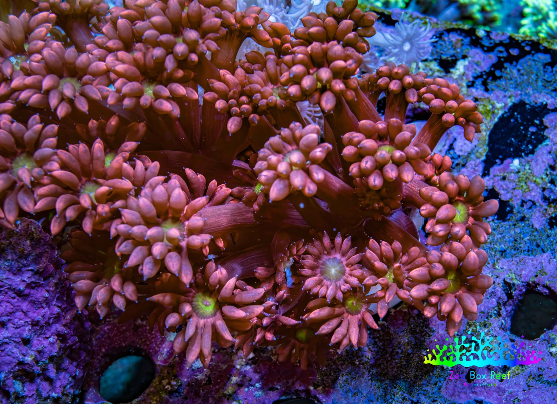 Ultra Ruby Sunrise Goniopora Frag WYSIWYG Ultra Ruby Sunrise Goniopora Frag WYSIWYG Animals & Pet Supplies Ultra Ruby Sunrise Goniopora Frag WYSIWYG Zeo Box Reef