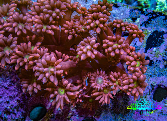 Ultra Ruby Sunrise Goniopora Frag WYSIWYG Ultra Ruby Sunrise Goniopora Frag WYSIWYG Animals & Pet Supplies Ultra Ruby Sunrise Goniopora Frag WYSIWYG Zeo Box Reef
