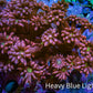 Ultra Ruby Sunrise Goniopora Frag WYSIWYG Ultra Ruby Sunrise Goniopora Frag WYSIWYG Animals & Pet Supplies Ultra Ruby Sunrise Goniopora Frag WYSIWYG Zeo Box Reef