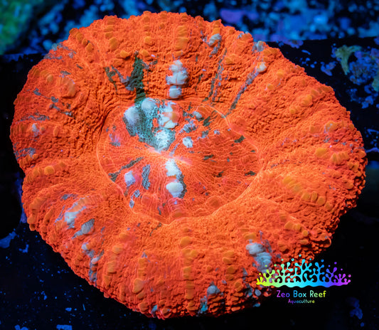 Ultra Scoly 4cm WYSIWYG Ultra Scoly 4cm WYSIWYG LPS Ultra Scoly 4cm WYSIWYG Zeo Box Reef