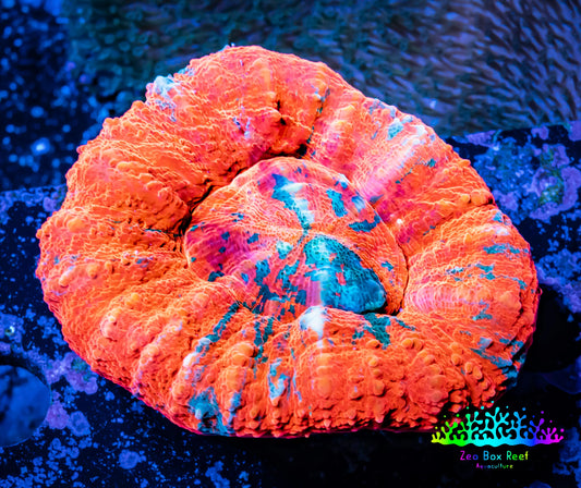 Ultra Scoly 5cm WYSIWYG Ultra Scoly 5cm WYSIWYG LPS Ultra Scoly 5cm WYSIWYG Zeo Box Reef