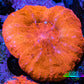 Ultra Scolymia Coral -  WYSIWYG 3cm Ultra Scolymia Coral -  WYSIWYG 3cm LPS Ultra Scolymia Coral -  WYSIWYG 3cm Zeo Box Reef