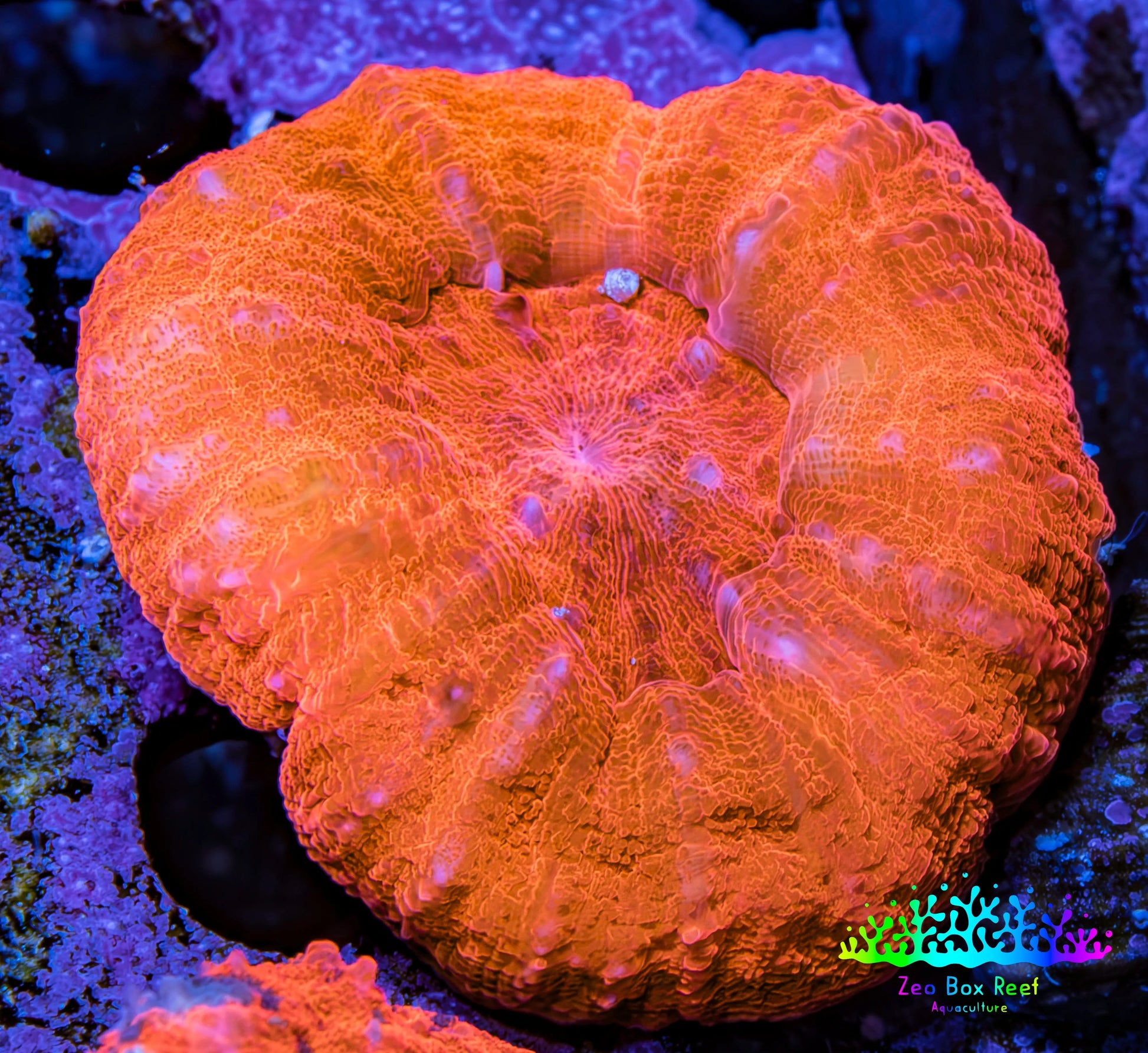 Ultra Scolymia Coral -  WYSIWYG 3cm Ultra Scolymia Coral -  WYSIWYG 3cm LPS Ultra Scolymia Coral -  WYSIWYG 3cm Zeo Box Reef