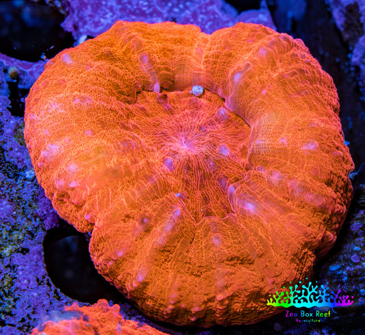 Ultra Scolymia Coral -  WYSIWYG 3cm Ultra Scolymia Coral -  WYSIWYG 3cm LPS Ultra Scolymia Coral -  WYSIWYG 3cm Zeo Box Reef