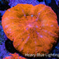 Ultra Scolymia Coral -  WYSIWYG 3cm Ultra Scolymia Coral -  WYSIWYG 3cm LPS Ultra Scolymia Coral -  WYSIWYG 3cm Zeo Box Reef