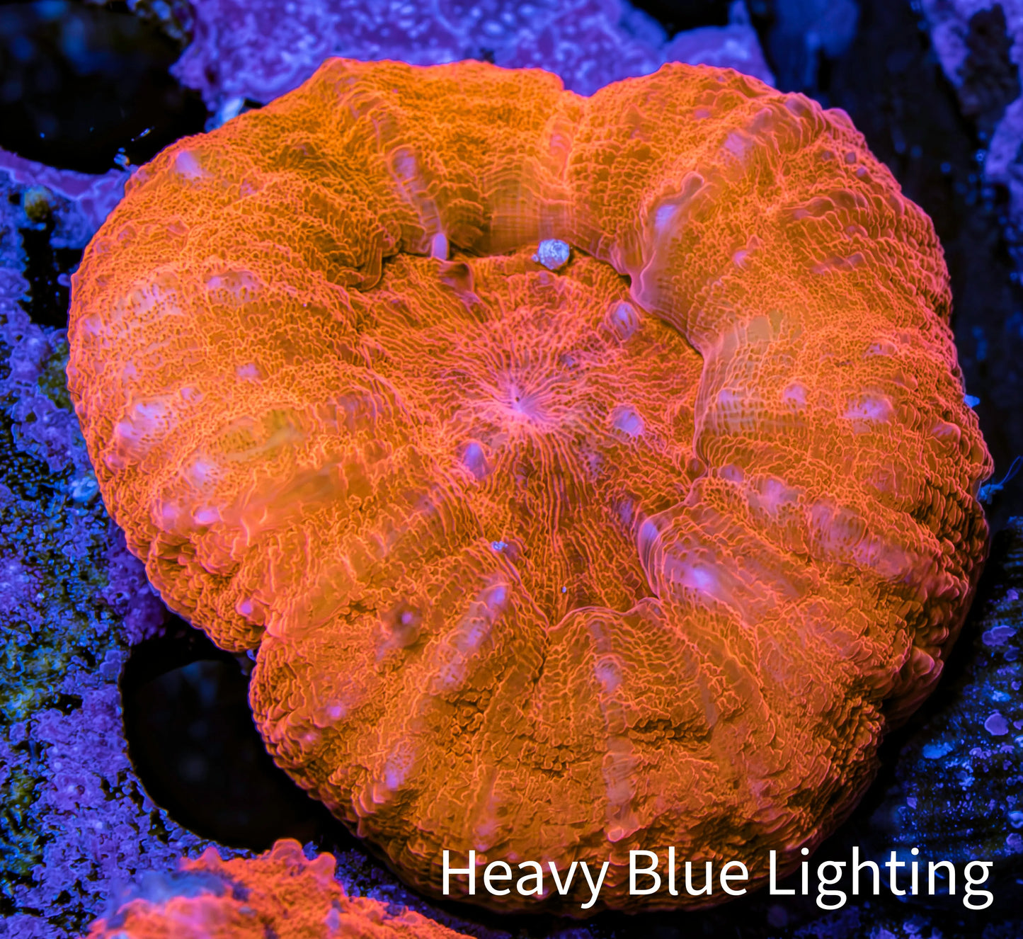 Ultra Scolymia Coral -  WYSIWYG 3cm Ultra Scolymia Coral -  WYSIWYG 3cm LPS Ultra Scolymia Coral -  WYSIWYG 3cm Zeo Box Reef