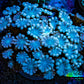 Ultra Soft Peach & Blue Alveopora Coral Frag A4 Ultra Soft Peach & Blue Alveopora Coral Frag A4 Animals & Pet Supplies Ultra Soft Peach & Blue Alveopora Coral Frag A4 Zeo Box Reef