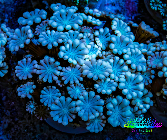 Ultra Soft Peach & Blue Alveopora Coral Frag A4 Ultra Soft Peach & Blue Alveopora Coral Frag A4 Animals & Pet Supplies Ultra Soft Peach & Blue Alveopora Coral Frag A4 Zeo Box Reef