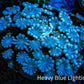 Ultra Soft Peach & Blue Alveopora Coral Frag A4 Ultra Soft Peach & Blue Alveopora Coral Frag A4 Animals & Pet Supplies Ultra Soft Peach & Blue Alveopora Coral Frag A4 Zeo Box Reef