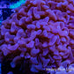 Ultra Solid Purple Jelly Bean Tip Hammer Coral WYSIWYG 9cm Ultra Solid Purple Jelly Bean Tip Hammer Coral WYSIWYG 9cm Aquarium Decor Ultra Solid Purple Jelly Bean Tip Hammer Coral WYSIWYG 9cm Zeo Box Reef