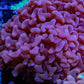 Ultra Solid Purple Jelly Bean Tip Hammer Coral WYSIWYG 9cm Ultra Solid Purple Jelly Bean Tip Hammer Coral WYSIWYG 9cm Aquarium Decor Ultra Solid Purple Jelly Bean Tip Hammer Coral WYSIWYG 9cm Zeo Box Reef