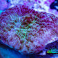 Ultra Strawberry Shortcake Morph Coral WYSIWYG 1 cm B1R1B2 Ultra Strawberry Shortcake Morph Coral WYSIWYG 1 cm B1R1B2 Animals & Pet Supplies Ultra Strawberry Shortcake Morph Coral WYSIWYG 1 cm B1R1B2 Zeo Box Reef