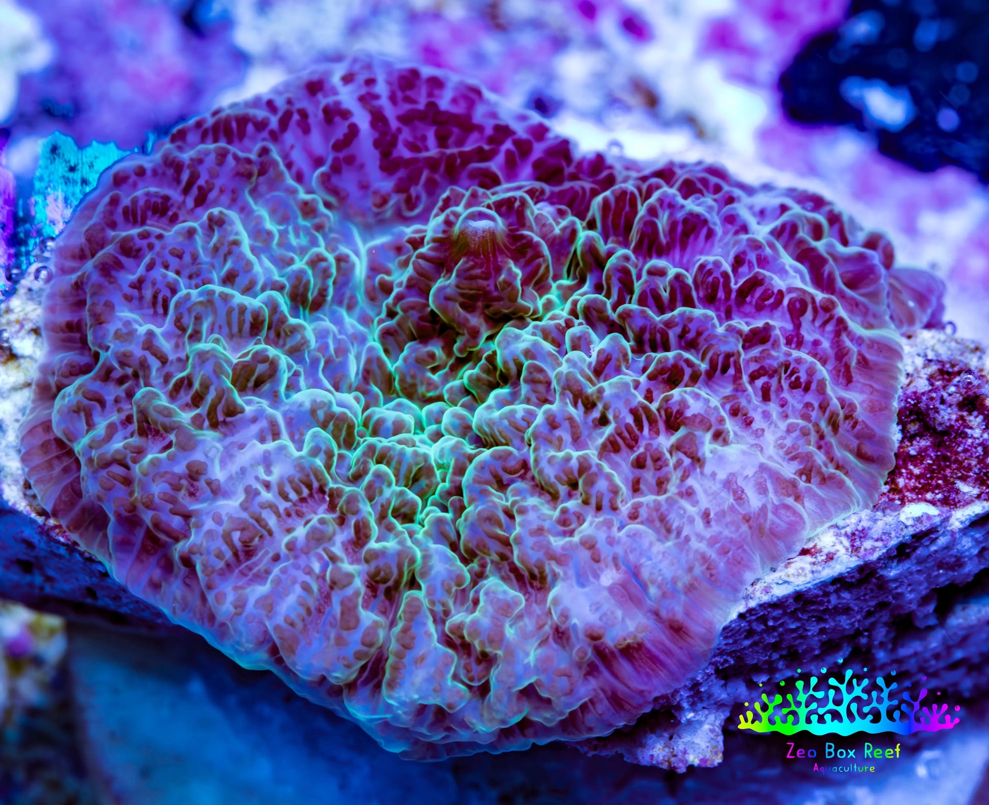 Ultra Strawberry Shortcake Morph Coral WYSIWYG 1 cm B1R1B2 Ultra Strawberry Shortcake Morph Coral WYSIWYG 1 cm B1R1B2 Animals & Pet Supplies Ultra Strawberry Shortcake Morph Coral WYSIWYG 1 cm B1R1B2 Zeo Box Reef