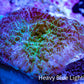 Ultra Strawberry Shortcake Morph Coral WYSIWYG 1 cm B1R1B2 Ultra Strawberry Shortcake Morph Coral WYSIWYG 1 cm B1R1B2 Animals & Pet Supplies Ultra Strawberry Shortcake Morph Coral WYSIWYG 1 cm B1R1B2 Zeo Box Reef