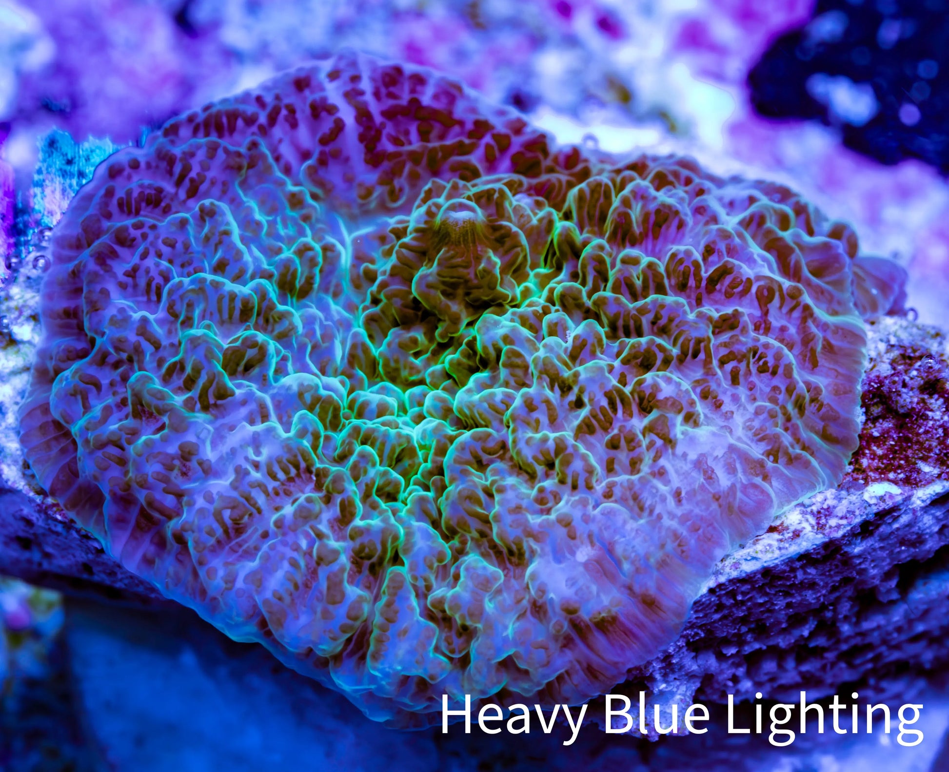 Ultra Strawberry Shortcake Morph Coral WYSIWYG 1 cm B1R1B2 Ultra Strawberry Shortcake Morph Coral WYSIWYG 1 cm B1R1B2 Animals & Pet Supplies Ultra Strawberry Shortcake Morph Coral WYSIWYG 1 cm B1R1B2 Zeo Box Reef