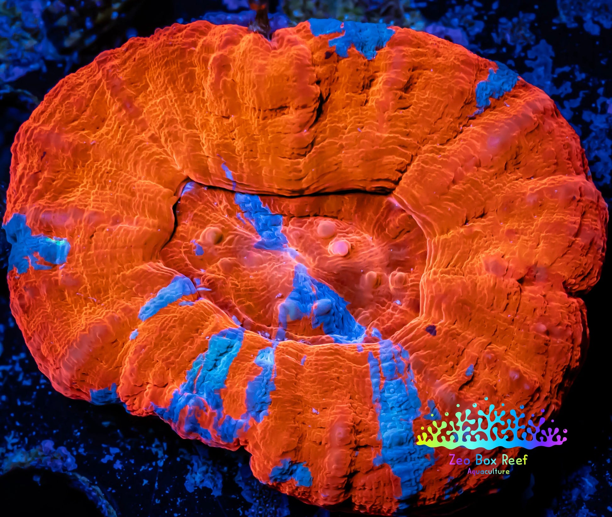 Ultra Superman Scoly 4cm WYSIWYG Ultra Superman Scoly 4cm WYSIWYG LPS Ultra Superman Scoly 4cm WYSIWYG Zeo Box Reef