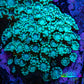 Ultra Teal Alveopora Coral Cluster 5cm WYSIWYG Ultra Teal Alveopora Coral Cluster 5cm WYSIWYG Animals & Pet Supplies Ultra Teal Alveopora Coral Cluster 5cm WYSIWYG Zeo Box Reef