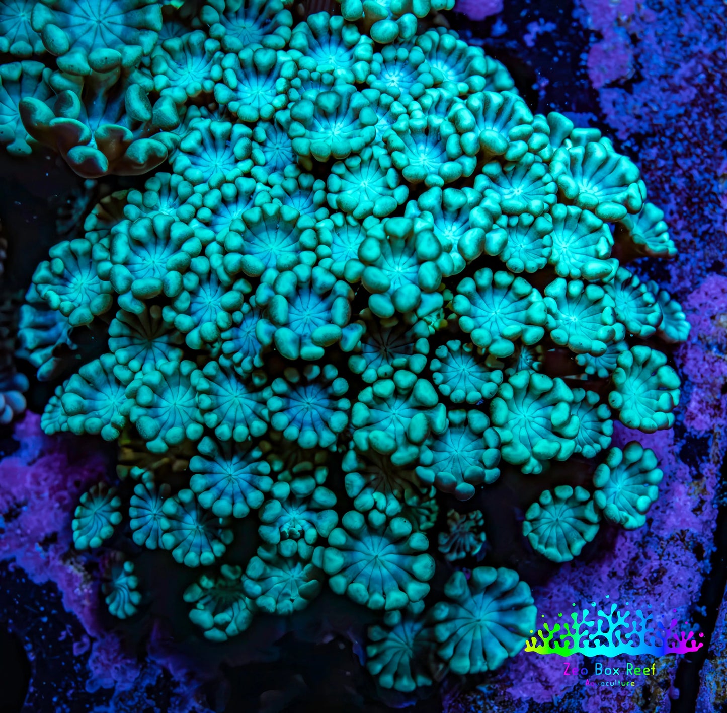 Ultra Teal Alveopora Coral Cluster 5cm WYSIWYG Ultra Teal Alveopora Coral Cluster 5cm WYSIWYG Animals & Pet Supplies Ultra Teal Alveopora Coral Cluster 5cm WYSIWYG Zeo Box Reef