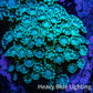 Ultra Teal Alveopora Coral Cluster 5cm WYSIWYG Ultra Teal Alveopora Coral Cluster 5cm WYSIWYG Animals & Pet Supplies Ultra Teal Alveopora Coral Cluster 5cm WYSIWYG Zeo Box Reef