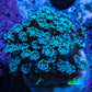 Ultra Teal Alveopora Coral Frag Ultra Teal Alveopora Coral Frag Animals & Pet Supplies Ultra Teal Alveopora Coral Frag Zeo Box Reef