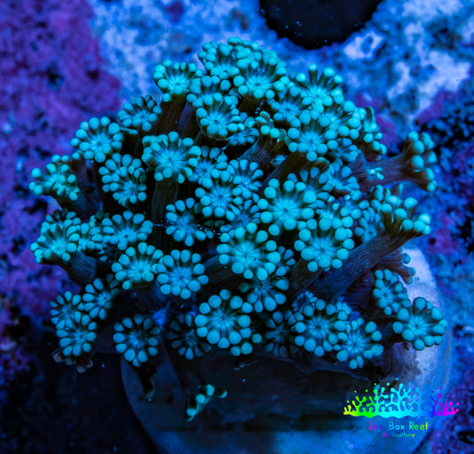 Ultra Teal Alveopora Coral Frag Ultra Teal Alveopora Coral Frag Animals & Pet Supplies Ultra Teal Alveopora Coral Frag Zeo Box Reef