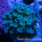 Ultra Teal Alveopora Coral Frag Ultra Teal Alveopora Coral Frag Animals & Pet Supplies Ultra Teal Alveopora Coral Frag Zeo Box Reef