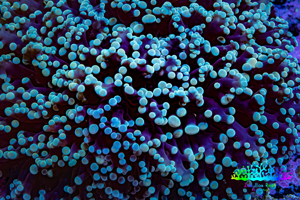 Ultra Teal Blue Tip Purple Kingspawn Coral WYSIWYG Ultra Teal Blue Tip Purple Kingspawn Coral WYSIWYG LPS Ultra Teal Blue Tip Purple Kingspawn Coral WYSIWYG Zeo Box Reef