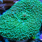 Ultra Teal Elephant Ear Rhodactis Coral WYSIWYG 3cm Ultra Teal Elephant Ear Rhodactis Coral WYSIWYG 3cm Animals & Pet Supplies Ultra Teal Elephant Ear Rhodactis Coral WYSIWYG 3cm Zeo Box Reef