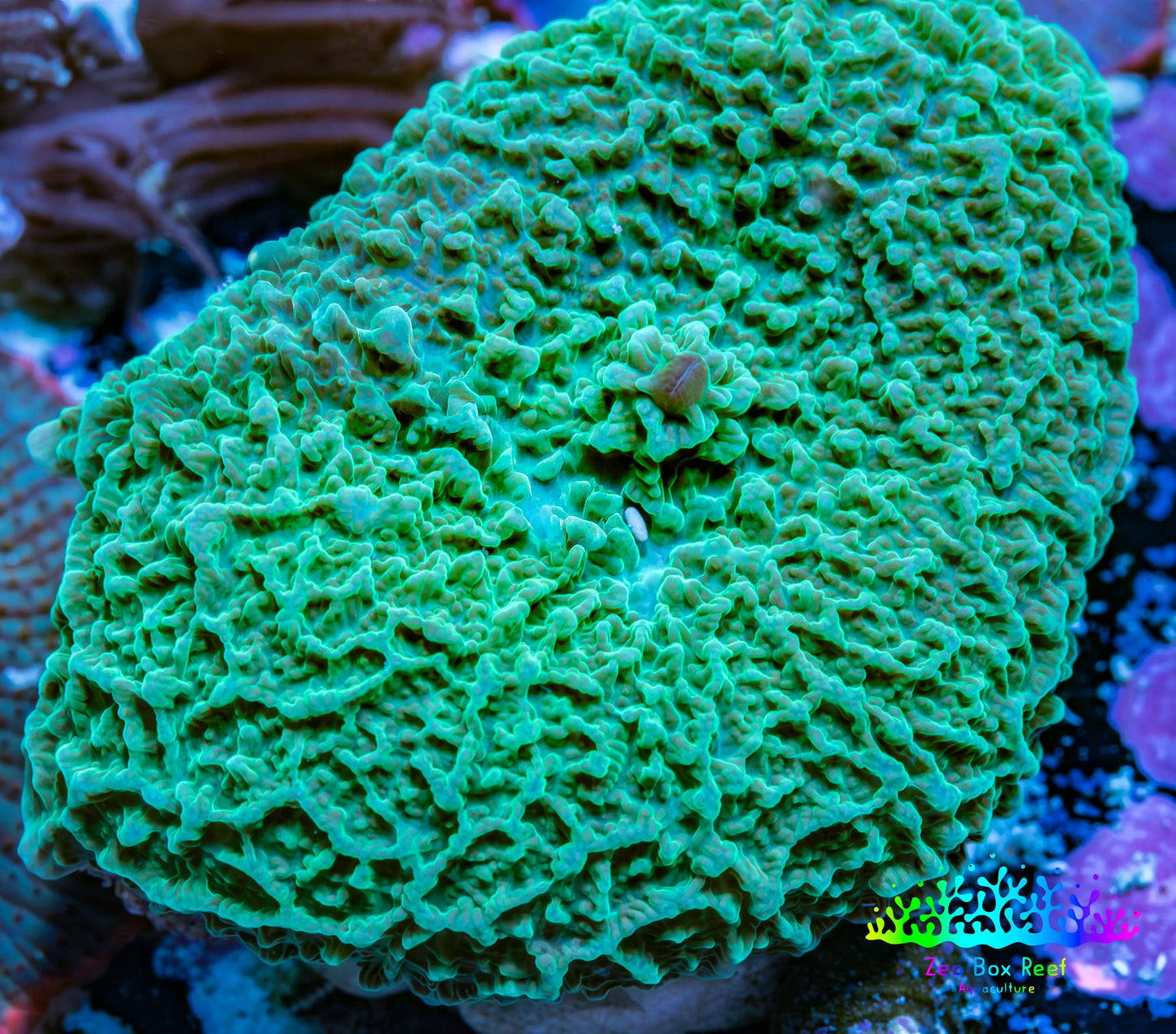 Ultra Teal Elephant Ear Rhodactis Coral WYSIWYG 3cm Ultra Teal Elephant Ear Rhodactis Coral WYSIWYG 3cm Animals & Pet Supplies Ultra Teal Elephant Ear Rhodactis Coral WYSIWYG 3cm Zeo Box Reef