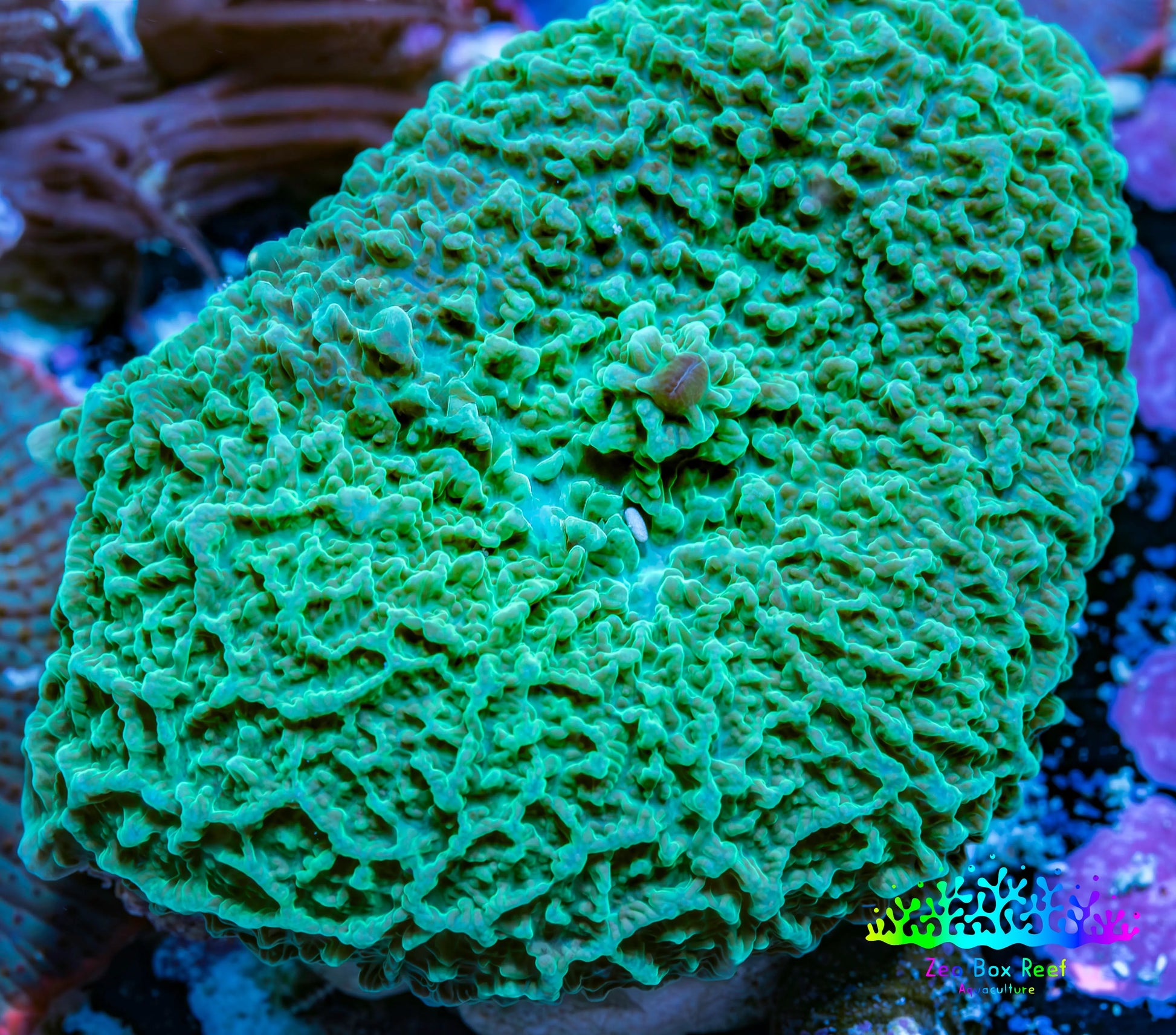 Ultra Teal Elephant Ear Rhodactis Coral WYSIWYG 3cm Ultra Teal Elephant Ear Rhodactis Coral WYSIWYG 3cm Animals & Pet Supplies Ultra Teal Elephant Ear Rhodactis Coral WYSIWYG 3cm Zeo Box Reef