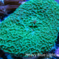 Ultra Teal Elephant Ear Rhodactis Coral WYSIWYG 3cm Ultra Teal Elephant Ear Rhodactis Coral WYSIWYG 3cm Animals & Pet Supplies Ultra Teal Elephant Ear Rhodactis Coral WYSIWYG 3cm Zeo Box Reef