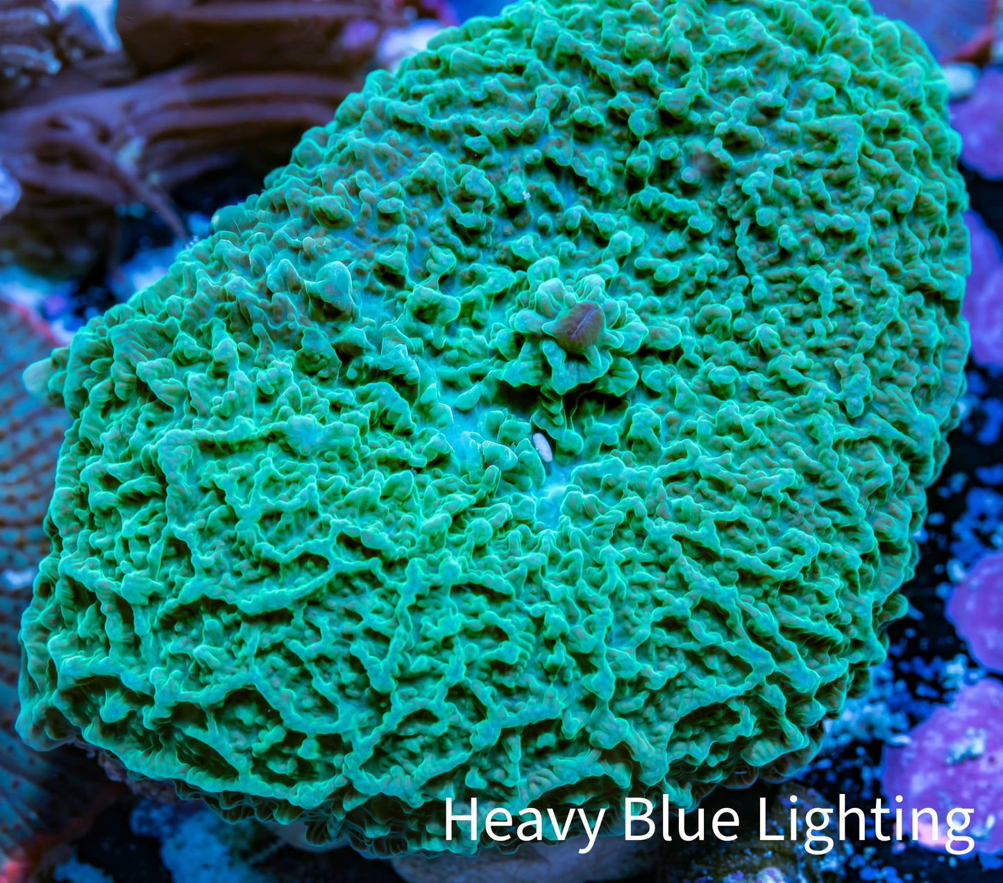 Ultra Teal Elephant Ear Rhodactis Coral WYSIWYG 3cm Ultra Teal Elephant Ear Rhodactis Coral WYSIWYG 3cm Animals & Pet Supplies Ultra Teal Elephant Ear Rhodactis Coral WYSIWYG 3cm Zeo Box Reef