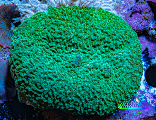 Ultra Teal Elephant Ear Rhodactis Coral WYSIWYG 5cm Ultra Teal Elephant Ear Rhodactis Coral WYSIWYG 5cm Animals & Pet Supplies Ultra Teal Elephant Ear Rhodactis Coral WYSIWYG 5cm Zeo Box Reef