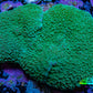 Ultra Teal Elephant Ear Rhodactis Coral WYSIWYG 7cm Ultra Teal Elephant Ear Rhodactis Coral WYSIWYG 7cm Animals & Pet Supplies Ultra Teal Elephant Ear Rhodactis Coral WYSIWYG 7cm Zeo Box Reef