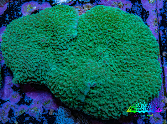 Ultra Teal Elephant Ear Rhodactis Coral WYSIWYG 7cm Ultra Teal Elephant Ear Rhodactis Coral WYSIWYG 7cm Animals & Pet Supplies Ultra Teal Elephant Ear Rhodactis Coral WYSIWYG 7cm Zeo Box Reef